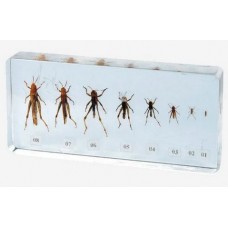 Колекція "Розвиток комах з неповним перетворенням" (Сарана)