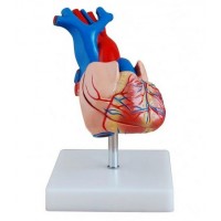 Модель "Серце людини"
