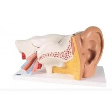Модель вуха людини