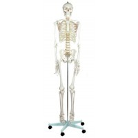 Скелет людини 170 см